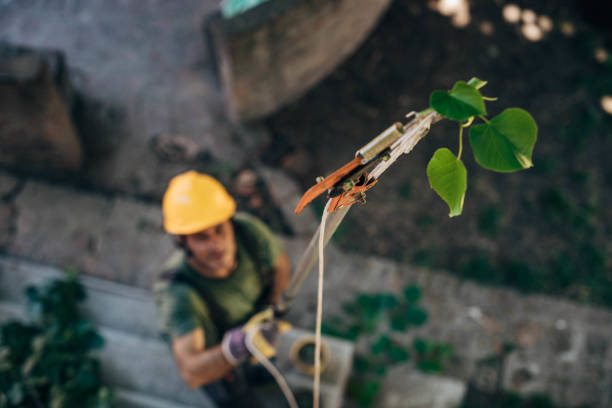 Best Arborist Consultation Services  in , CA