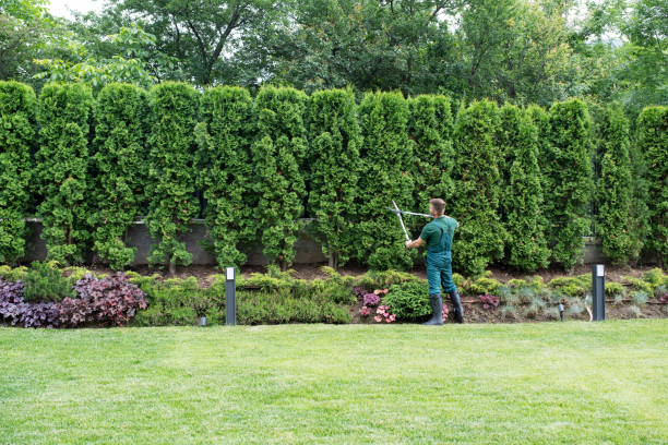 Best Lawn Watering Services  in , CA