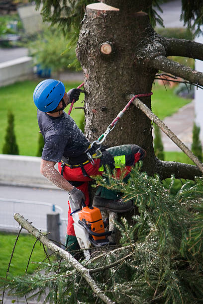 Best Tree Mulching  in , CA