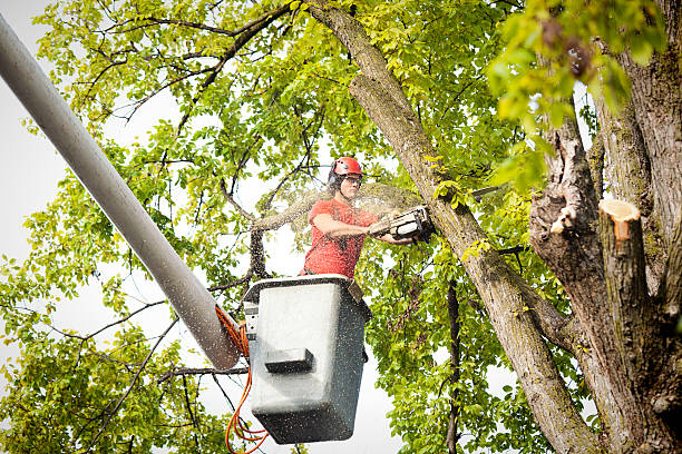 Best Tree Removal  in , CA